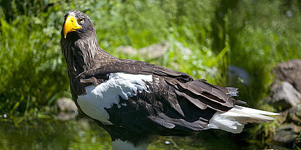 Weltvogelpark Walsrode